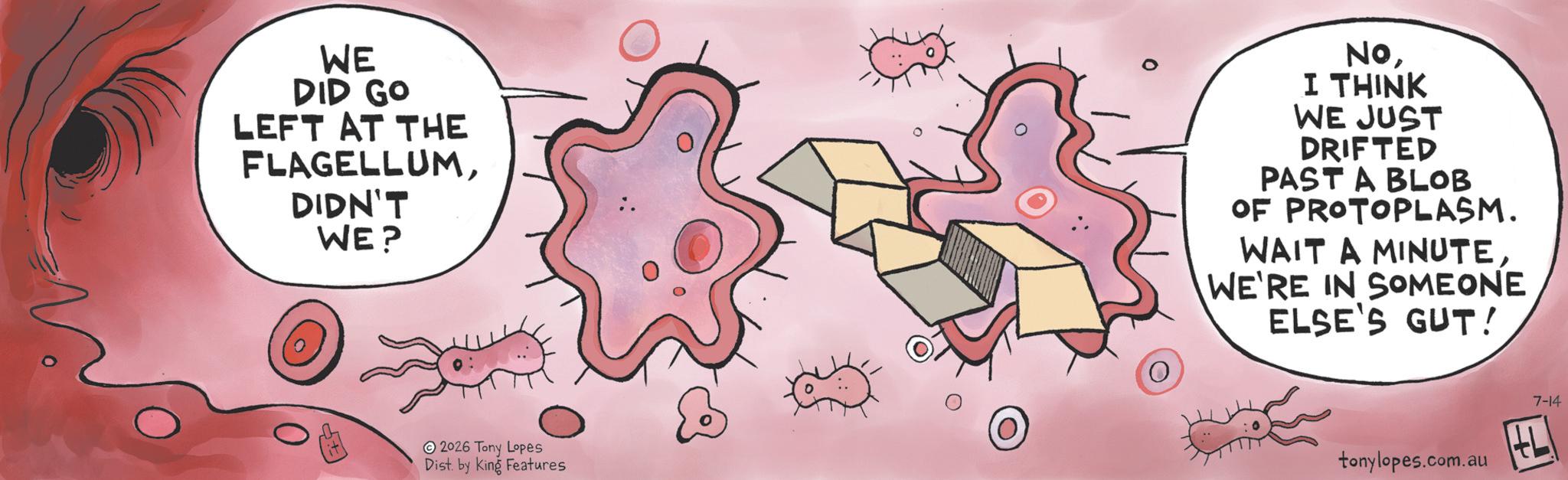 OCR: WE DID GO LEFT AT THE FLAGELLUMDIDN'T WE? NoI THINK WE JUST DRIFTED PAST A BLOB OF PROTOPLASM. WAIT A MINUTEWE'RE IN SOMEONE ELSE'S GUT! 2026 Tony Lopes Dist. by King Features tonylopes.com.au ? 7-14 WE DID GO LEFT AT THE FLAGELLUMDIDN'T WE ? NoI THINK WE JUST DRIFTED PAST A BLOB OF PROTOPLASM . WAIT A MINUTEWE'RE IN SOMEONE ELSE'S GUT ! 2026 Tony Lopes Dist . by King Features tonylopes.com.au ? 7-14
