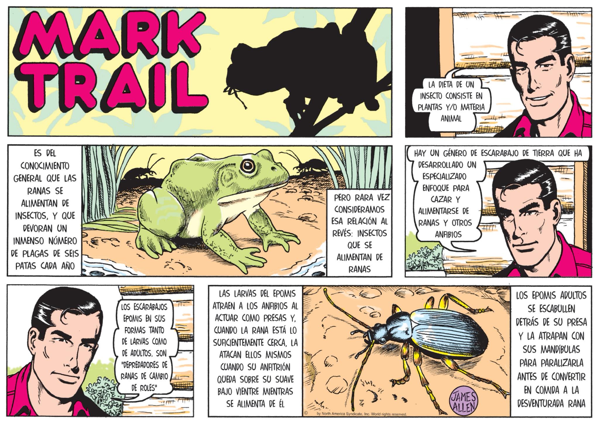 Animation OCR: MARK TRAIL ES DEL CONOCIMIENTO GENERAL QUE LAS RANAS SE ALIMENTAN DE INSECTOSY QUE DEVORAN UN INMENSO NÚMERO DE PLAGAS DE SEIS PATAS CADA AÑO LOS ESCARABAJOS EPOMIS EN SUS FORMAS TANTO DE LARVAS COMO DE ADULTOSSON "DEPREDADORES DE RANAS DE CAMBIO DE ROLES" LAS LARVAS DEL EPOMIS ATRAEN A LOS ANFIBIOS AL ACTUAR COMO PRESAS YCUANDO LA RANA ESTÁ LO SUACIENTEMENTE CERCALA ATACAN ELLOS MISMOS CUANDO SU ANFITRIÓN QUEDA SOBRE SU SUAVE BAJO VIENTRE MIENTRAS SE ALIMENTA DE ÉL LA DIETA DE UN INSECTO CONSISTE EN PLANTAS Y/O MATERIA ANIMAL PERO RARA VEZ CONSIDERAMOS ESA RELACIÓN AL REVÉS: INSECTOS QUE SE ALIMENTAN DE RANAS HAY UN GÉNERO DE ESCARABAJO DE TIERRA QUE HA DESARROLLADO UN ESPECIALIZADO ENFOQUE PARA CAZAR Y ALIMENTARSE DE RANAS Y OTROS ANFIBIOS "? JAMES ALLEN © by North America SyndicateInc. World rights reserved. LOS EPOMIS ADULTOS SE ESCABULLEN DETRÁS DE SU PRESA Y LA ATRAPAN CON SUS MANDÍBULAS PARA PARALIZARLA ANTES DE CONVERTIR EN COMIDA A LA DESVENTURADA RANA MARK TRAIL ES DEL CONOCIMIENTO GENERAL QUE LAS RANAS SE ALIMENTAN DE INSECTOSY QUE DEVORAN UN INMENSO NÚMERO DE PLAGAS DE SEIS PATAS CADA AÑO LOS ESCARABAJOS EPOMIS EN SUS FORMAS TANTO DE LARVAS COMO DE ADULTOSSON " DEPREDADORES DE RANAS DE CAMBIO DE ROLES " LAS LARVAS DEL EPOMIS ATRAEN A LOS ANFIBIOS AL ACTUAR COMO PRESAS YCUANDO LA RANA ESTÁ LO SUACIENTEMENTE CERCALA ATACAN ELLOS MISMOS CUANDO SU ANFITRIÓN QUEDA SOBRE SU SUAVE BAJO VIENTRE MIENTRAS SE ALIMENTA DE ÉL LA DIETA DE UN INSECTO CONSISTE EN PLANTAS Y / O MATERIA ANIMAL PERO RARA VEZ CONSIDERAMOS ESA RELACIÓN AL REVÉS : INSECTOS QUE SE ALIMENTAN DE RANAS HAY UN GÉNERO DE ESCARABAJO DE TIERRA QUE HA DESARROLLADO UN ESPECIALIZADO ENFOQUE PARA CAZAR Y ALIMENTARSE DE RANAS Y OTROS ANFIBIOS " ? JAMES ALLEN © by North America SyndicateInc. World rights reserved . LOS EPOMIS ADULTOS SE ESCABULLEN DETRÁS DE SU PRESA Y LA ATRAPAN CON SUS MANDÍBULAS PARA PARALIZARLA ANTES DE CONVERTIR EN COMIDA A LA DESVENTURADA RANA