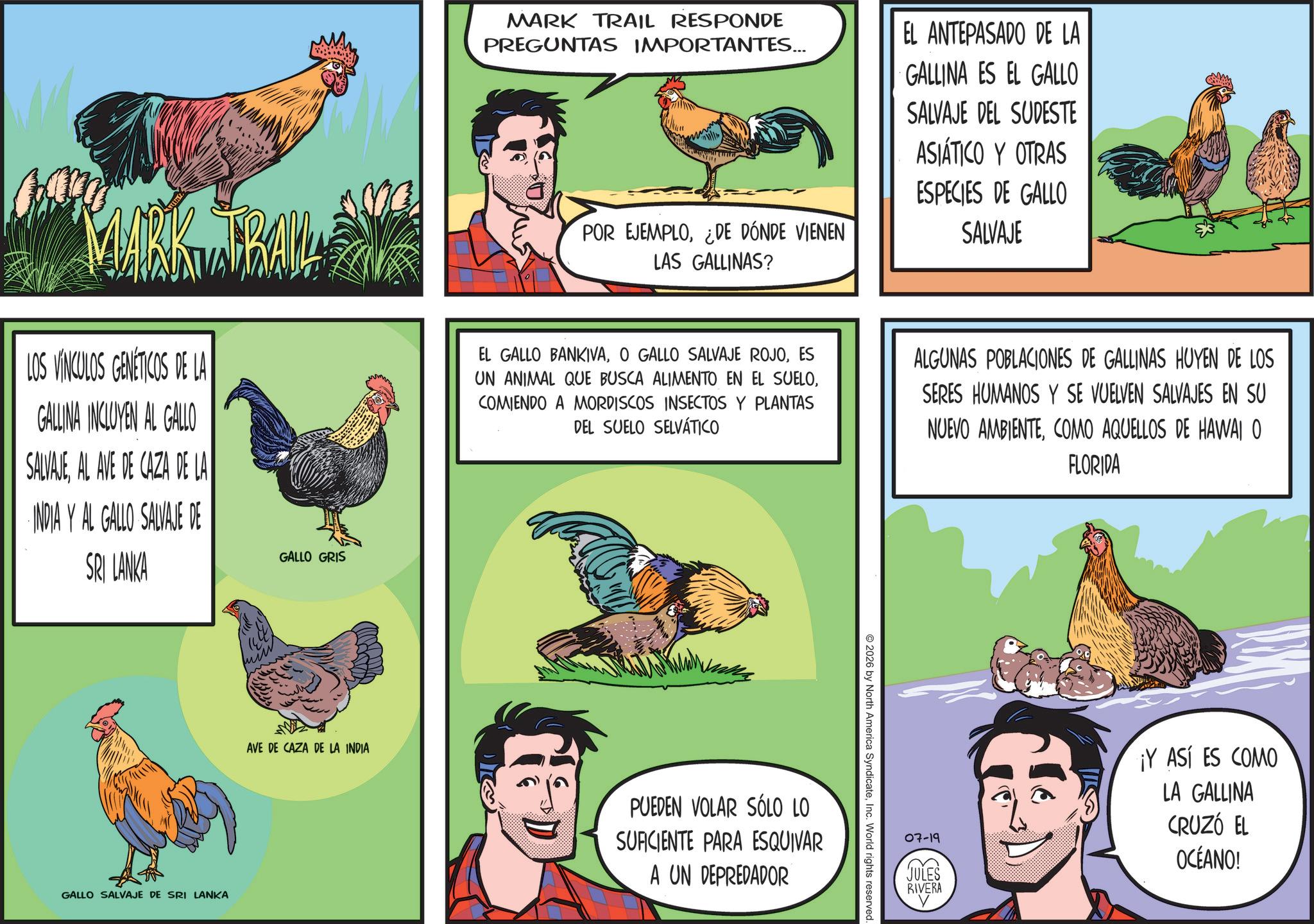 Fiction OCR: MARK TRAIL RESPONDE PREGUNTAS IMPORTANTES... EL ANTEPASADO DE LA GALLINA ES EL GALLO SALVAJE DEL SUDESTE ASIÁTICO Y OTRAS MARK TRAIL LOS VÍNCULOS GENÉTICOS DE LA GALLINA INCLUYEN AL GALLO SALVAJEAL AVE DE CAZA DE LA INDIA Y AL GALLO SALVAJE DE SRI LANKA GALLO GRIS POR EJEMPLO¿DE DÓNDE VIENEN LAS GALLINAS? ESPECIES DE GALLO SALVAJE EL GALLO BANKIVAES UN ANIMAL QUE BUSCA ALIMENTO EN EL SUELOCOMIENDO A MORDISCOS INSECTOS Y PLANTAS DEL SUELO SELVÁTICO ALGUNAS POBLACIONES DE GALLINAS HUYEN DE LOS SERES HUMANOS Y SE VUELVEN SALVAJES EN SU NUEVO AMBIENTECOMO AQUELLOS DE HAWAI O FLORIDA GALLO SALVAJE DE SRI LANKA AVE DE CAZA DE LA INDIA PUEDEN VOLAR SÓLO LO SURCIENTE PARA ESQUIVAR A UN DEPREDADOR 2026 by North America SyndicateInc. World rights reserved 07-19 JULES RIVERA ¡Y ASÍ ES COMO LA GALLINA CRUZÓ EL OCÉANO! MARK TRAIL RESPONDE PREGUNTAS IMPORTANTES ... EL ANTEPASADO DE LA GALLINA ES EL GALLO SALVAJE DEL SUDESTE ASIÁTICO Y OTRAS MARK TRAIL LOS VÍNCULOS GENÉTICOS DE LA GALLINA INCLUYEN AL GALLO SALVAJEAL AVE DE CAZA DE LA INDIA Y AL GALLO SALVAJE DE SRI LANKA GALLO GRIS POR EJEMPLO¿ DE DÓNDE VIENEN LAS GALLINAS ? ESPECIES DE GALLO SALVAJE EL GALLO BANKIVAO GALLO SALVAJE ROJOES UN ANIMAL QUE BUSCA ALIMENTO EN EL SUELOCOMIENDO A MORDISCOS INSECTOS Y PLANTAS DEL SUELO SELVÁTICO ALGUNAS POBLACIONES DE GALLINAS HUYEN DE LOS SERES HUMANOS Y SE VUELVEN SALVAJES EN SU NUEVO AMBIENTECOMO AQUELLOS DE HAWAI O FLORIDA GALLO SALVAJE DE SRI LANKA AVE DE CAZA DE LA INDIA PUEDEN VOLAR SÓLO LO SURCIENTE PARA ESQUIVAR A UN DEPREDADOR 2026 by North America SyndicateInc. World rights reserved 07-19 JULES RIVERA ¡ Y ASÍ ES COMO LA GALLINA CRUZÓ EL OCÉANO !