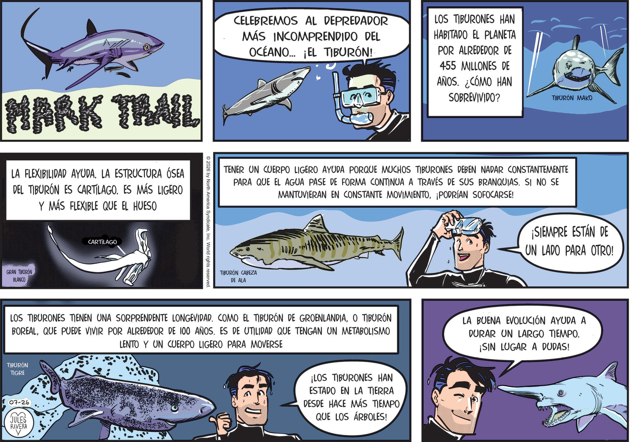 Ground sharks OCR: MARK TRAIL LA FLEXIBILIDAD AYUDA. LA ESTRUCTURA ÓSEA DEL TIBURÓN ES CARTÍLAGO. ES MÁS LIGERO Y MÁS FLEXIBLE QUE EL HUESO GRAN TIBURON BLANCO CARTÍLAGO 2026 by North America SyndicateInc. World rights reserved. CELEBREMOS AL DEPREDADOR MÁS INCOMPRENDIDO DEL OCÉANO... ¡EL TIBURÓN! LOS TIBURONES HAN HABITADO EL PLANETA POR ALREDEDOR DE 455 MILLONES DE AÑOS. ¿CÓMO HAN SOBREVIVIDO? TIBURÓN MAKO TENER UN CUERPO LIGERO AYUDA PORQUE MUCHOS TIBURONES DEBEN NADAR CONSTANTEMENTE PARA QUE EL AGUA PASE DE FORMA CONTINUA A TRAVÉS DE SUS BRANQUIAS. SI NO SE MANTUVIERAN EN CONSTANTE MOVIMIENTO¡PODRÍAN SOFOCARSE! TIBURON CABEZA DE ALA ¡SIEMPRE ESTÁN DE UN LADO PARA OTRO! LOS TIBURONES TIENEN UNA SORPRENDENTE LONGEVIDAD. COMO EL TIBURÓN DE GROENLANDIAO TIBURÓN BOREALQUE PUEDE VIVIR POR ALREDEDOR DE 100 AÑOS. ES DE UTILIDAD QUE TENGAN UN METABOLISMO LENTO Y UN CUERPO LIGERO PARA MOVERSE TIBURÓN TIGRE 07-26 JULES RIVERA ¡LOS TIBURONES HAN ESTADO EN LA TIERRA DESDE HACE MÁS TIEMPOQUE LOS ÁRBOLES! LA BUENA EVOLUCIÓN AYUDA A DURAR UN LARGO TIEMPO. ¡SIN LUGAR A DUDAS! MARK TRAIL LA FLEXIBILIDAD AYUDA . LA ESTRUCTURA ÓSEA DEL TIBURÓN ES CARTÍLAGO . ES MÁS LIGERO Y MÁS FLEXIBLE QUE EL HUESO GRAN TIBURON BLANCO CARTÍLAGO 2026 by North America SyndicateInc. World rights reserved . CELEBREMOS AL DEPREDADOR MÁS INCOMPRENDIDO DEL OCÉANO ... ¡ EL TIBURÓN ! LOS TIBURONES HAN HABITADO EL PLANETA POR ALREDEDOR DE 455 MILLONES DE AÑOS . ¿ CÓMO HAN SOBREVIVIDO ? TIBURÓN MAKO TENER UN CUERPO LIGERO AYUDA PORQUE MUCHOS TIBURONES DEBEN NADAR CONSTANTEMENTE PARA QUE EL AGUA PASE DE FORMA CONTINUA A TRAVÉS DE SUS BRANQUIAS . SI NO SE MANTUVIERAN EN CONSTANTE MOVIMIENTO¡ PODRÍAN SOFOCARSE ! TIBURON CABEZA DE ALA ¡ SIEMPRE ESTÁN DE UN LADO PARA OTRO ! LOS TIBURONES TIENEN UNA SORPRENDENTE LONGEVIDAD . COMO EL TIBURÓN DE GROENLANDIAO TIBURÓN BOREALQUE PUEDE VIVIR POR ALREDEDOR DE 100 AÑOS . ES DE UTILIDAD QUE TENGAN UN METABOLISMO LENTO Y UN CUERPO LIGERO PARA MOVERSE TIBURÓN TIGRE 07-26 JULES RIVERA ¡ LOS TIBURONES HAN ESTADO EN LA TIERRA DESDE HACE MÁS TIEMPOQUE LOS ÁRBOLES ! LA BUENA EVOLUCIÓN AYUDA A DURAR UN LARGO TIEMPO . ¡ SIN LUGAR A DUDAS !