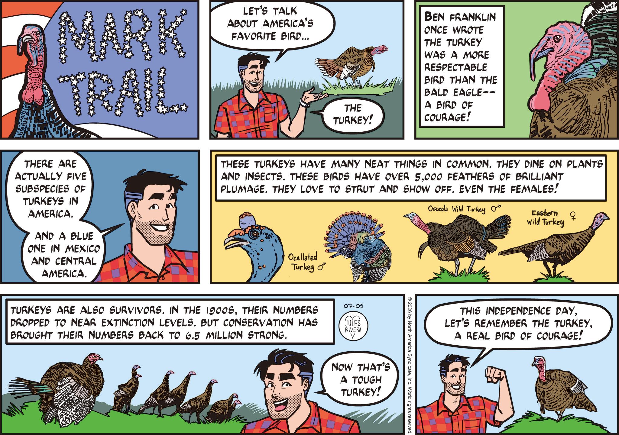 Fowl OCR: MARK ATRAIL LET'S TALK ABOUT AMERICA'S FAVORITE BIRD... THE TURKEY! BEN FRANKLIN ONCE WROTE THE TURKEY WAS A MORE RESPECTABLE BIRD THAN THE BALD EAGLE-- A BIRD OF COURAGE! THERE ARE ACTUALLY FIVE SUBSPECIES OF TURKEYS IN AMERICA. AND A BLUE ONE IN MEXICO AND CENTRAL AMERICA. THESE TURKEYS HAVE MANY NEAT THINGS IN COMMON. THEY DINE ON PLANTS AND INSECTS. THESE BIRDS HAVE OVER 5000 FEATHERS OF BRILLIANT PLUMAGE. THEY LOVE TO STRUT AND SHOW OFF. EVEN THE FEMALES! Osceola Wild Turkey as Ocellated Turkey Eastern Wild Turkey TURKEYS ARE ALSO SURVIVORS. IN THE 1900STHEIR NUMBERS DROPPED TO NEAR EXTINCTION LEVELS. BUT CONSERVATION HAS BROUGHT THEIR NUMBERS BACK TO 6.5 MILLION STRONG. 07-05 JULES LUM RIVERA NOW THAT'S A TOUGH TURKEY! O2026 by North America SyndicateInc. World rights reserved. THIS INDEPENDENCE DAYA REAL BIRD OF COURAGE! MARK ATRAIL LET'S TALK ABOUT AMERICA'S FAVORITE BIRD ... THE TURKEY ! BEN FRANKLIN ONCE WROTE THE TURKEY WAS A MORE RESPECTABLE BIRD THAN THE BALD EAGLE-- A BIRD OF COURAGE ! THERE ARE ACTUALLY FIVE SUBSPECIES OF TURKEYS IN AMERICA . AND A BLUE ONE IN MEXICO AND CENTRAL AMERICA . THESE TURKEYS HAVE MANY NEAT THINGS IN COMMON . THEY DINE ON PLANTS AND INSECTS . THESE BIRDS HAVE OVER 5000 FEATHERS OF BRILLIANT PLUMAGE . THEY LOVE TO STRUT AND SHOW OFF . EVEN THE FEMALES ! Osceola Wild Turkey as Ocellated Turkey Eastern Wild Turkey TURKEYS ARE ALSO SURVIVORS . IN THE 1900STHEIR NUMBERS DROPPED TO NEAR EXTINCTION LEVELS . BUT CONSERVATION HAS BROUGHT THEIR NUMBERS BACK TO 6.5 MILLION STRONG . 07-05 JULES LUM RIVERA NOW THAT'S A TOUGH TURKEY ! O2026 by North America SyndicateInc. World rights reserved . THIS INDEPENDENCE DAYLET'S REMEMBER THE TURKEYA REAL BIRD OF COURAGE !