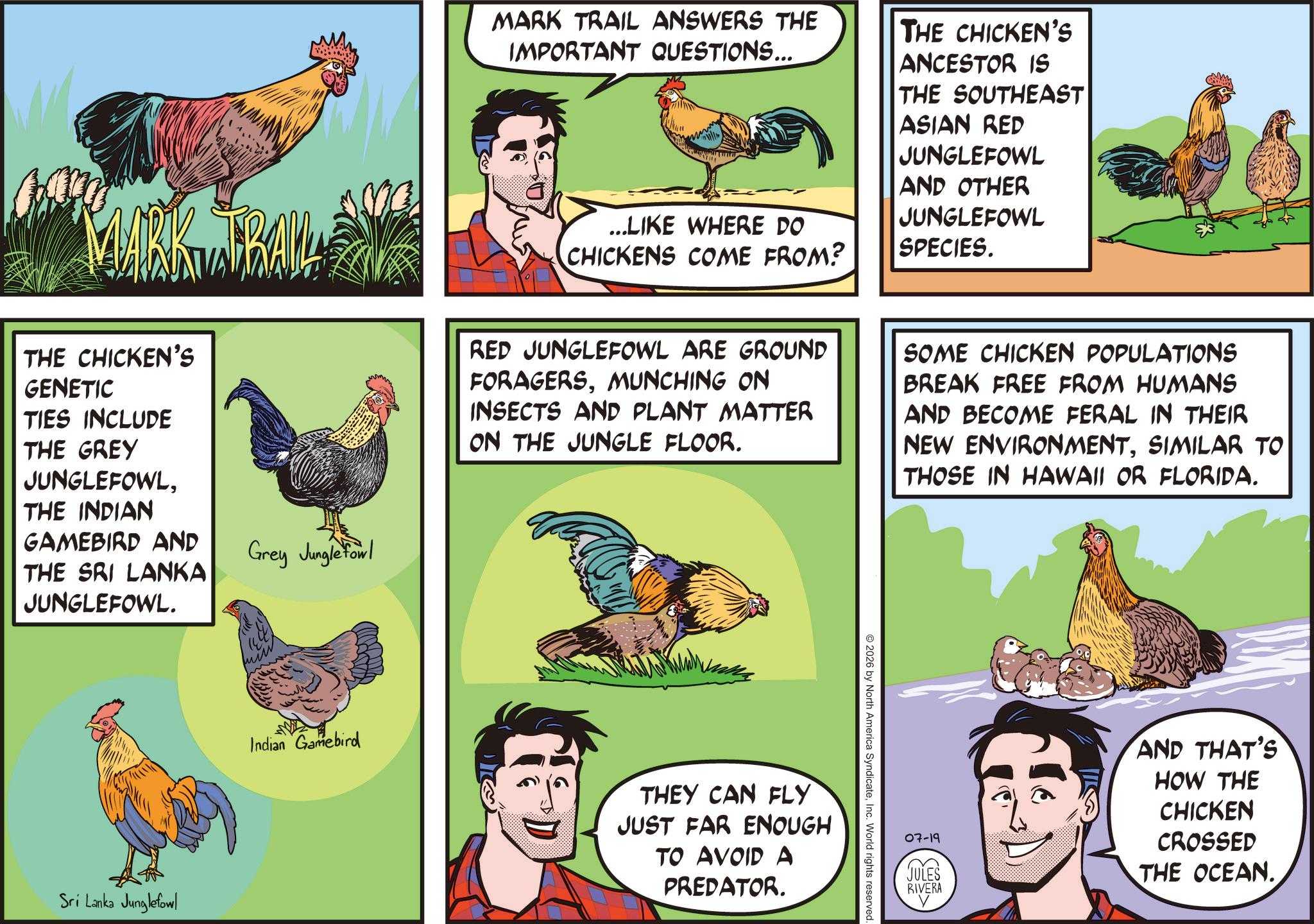 Fiction OCR: MARK TRAIL THE CHICKEN'S GENETIC TIES INCLUDE THE GREY JUNGLEFOWLTHE INDIAN GAMEBIRD AND Grey Junglefowl THE SRI LANKA JUNGLEFOWL. Sri Lanka Junglefowl Indian Gamebird MARK TRAIL ANSWERS THE IMPORTANT QUESTIONS... ...LIKE WHERE DO CHICKENS COME FROM? THE CHICKEN'S ANCESTOR IS THE SOUTHEAST ASIAN RED JUNGLEFOWL AND OTHER JUNGLEFOWL SPECIES. RED JUNGLEFOWL ARE GROUND FORAGERSMUNCHING ON INSECTS AND PLANT MATTER ON THE JUNGLE FLOOR. SOME CHICKEN POPULATIONS BREAK FREE FROM HUMANS AND BECOME FERAL IN THEIR NEW ENVIRONMENTSIMILAR TO THOSE IN HAWAII OR FLORIDA. THEY CAN FLY JUST FAR ENOUGH TO AVOID A PREDATOR. 2026 by North America SyndicateInc. World rights reserved. 07-19 JULES RIVERA AND THAT'S HOW THE CHICKEN CROSSED THE OCEAN. MARK TRAIL THE CHICKEN'S GENETIC TIES INCLUDE THE GREY JUNGLEFOWLTHE INDIAN GAMEBIRD AND Grey Junglefowl THE SRI LANKA JUNGLEFOWL . Sri Lanka Junglefowl Indian Gamebird MARK TRAIL ANSWERS THE IMPORTANT QUESTIONS ... ... LIKE WHERE DO CHICKENS COME FROM ? THE CHICKEN'S ANCESTOR IS THE SOUTHEAST ASIAN RED JUNGLEFOWL AND OTHER JUNGLEFOWL SPECIES . RED JUNGLEFOWL ARE GROUND FORAGERSMUNCHING ON INSECTS AND PLANT MATTER ON THE JUNGLE FLOOR . SOME CHICKEN POPULATIONS BREAK FREE FROM HUMANS AND BECOME FERAL IN THEIR NEW ENVIRONMENTSIMILAR TO THOSE IN HAWAII OR FLORIDA . THEY CAN FLY JUST FAR ENOUGH TO AVOID A PREDATOR . 2026 by North America SyndicateInc. World rights reserved . 07-19 JULES RIVERA AND THAT'S HOW THE CHICKEN CROSSED THE OCEAN .