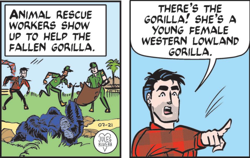 Publication OCR: ANIMAL RESCUE WORKERS SHOW UP TO HELP THE FALLEN GORILLA. THERE'S THE GORILLA! SHE'S A YOUNG FEMALE WESTERN LOWLAND GORILLA. 07-21 JULES RIVERA V ANIMAL RESCUE WORKERS SHOW UP TO HELP THE FALLEN GORILLA . THERE'S THE GORILLA ! SHE'S A YOUNG FEMALE WESTERN LOWLAND GORILLA . 07-21 JULES RIVERA V