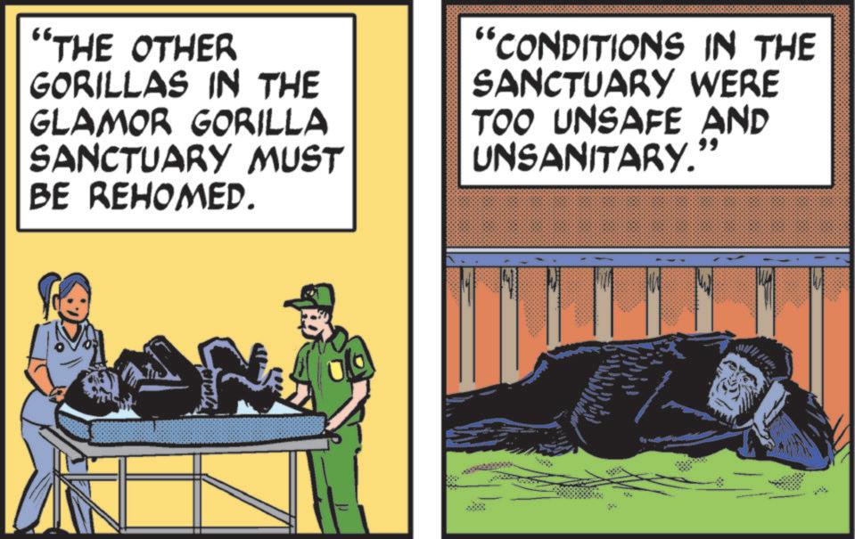 Animated cartoon OCR: "THE OTHER GORILLAS IN THE GLAMOR GORILLA SANCTUARY MUST BE REHOMED. 'CONDITIONS IN THE SANCTUARY WERE TOO UNSAFE AND UNSANITARY." " THE OTHER GORILLAS IN THE GLAMOR GORILLA SANCTUARY MUST BE REHOMED . ' CONDITIONS IN THE SANCTUARY WERE TOO UNSAFE AND UNSANITARY . "