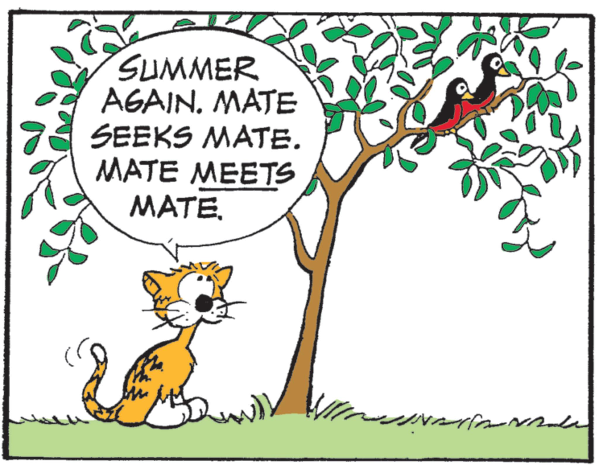Animation OCR: SUMMER AGAIN. MATE SEEKS MATE. MATE MEETS MATE. SUMMER AGAIN . MATE SEEKS MATE . MATE MEETS MATE .
