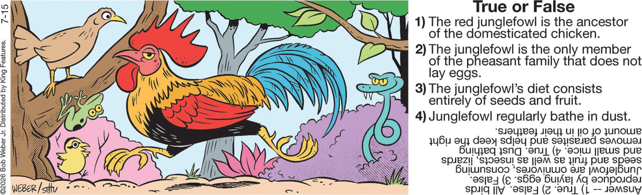 Rooster OCR: ©2026 Bob Weber Jr. Distributed by King Features. 7-15 WEBER/Stu True or False 1) The red junglefowl is the ancestor of the domesticated chicken. 2) The junglefowl is the only member of the pheasant family that does not lay eggs. 3) The junglefowl's diet consists entirely of seeds and fruit. 4) Junglefowl regularly bathe in dust. removes parasites and helps keep the right and small mice. 4) True. Dust bathing seeds and fruit as well as insectslizards Junglefowl are omnivoresconsuming reproduce by laying eggs. 3) False. Answer -- 1) True. 2) False. All birds amount of oil in their feathers. © 2026 Bob Weber Jr. Distributed by King Features . 7-15 WEBER / Stu True or False 1 ) The red junglefowl is the ancestor of the domesticated chicken . 2 ) The junglefowl is the only member of the pheasant family that does not lay eggs . 3 ) The junglefowl's diet consists entirely of seeds and fruit . 4 ) Junglefowl regularly bathe in dust . removes parasites and helps keep the right and small mice . 4 ) True . Dust bathing seeds and fruit as well as insectslizards Junglefowl are omnivoresconsuming reproduce by laying eggs . 3 ) False . Answer -- 1 ) True . 2 ) False . All birds amount of oil in their feathers .