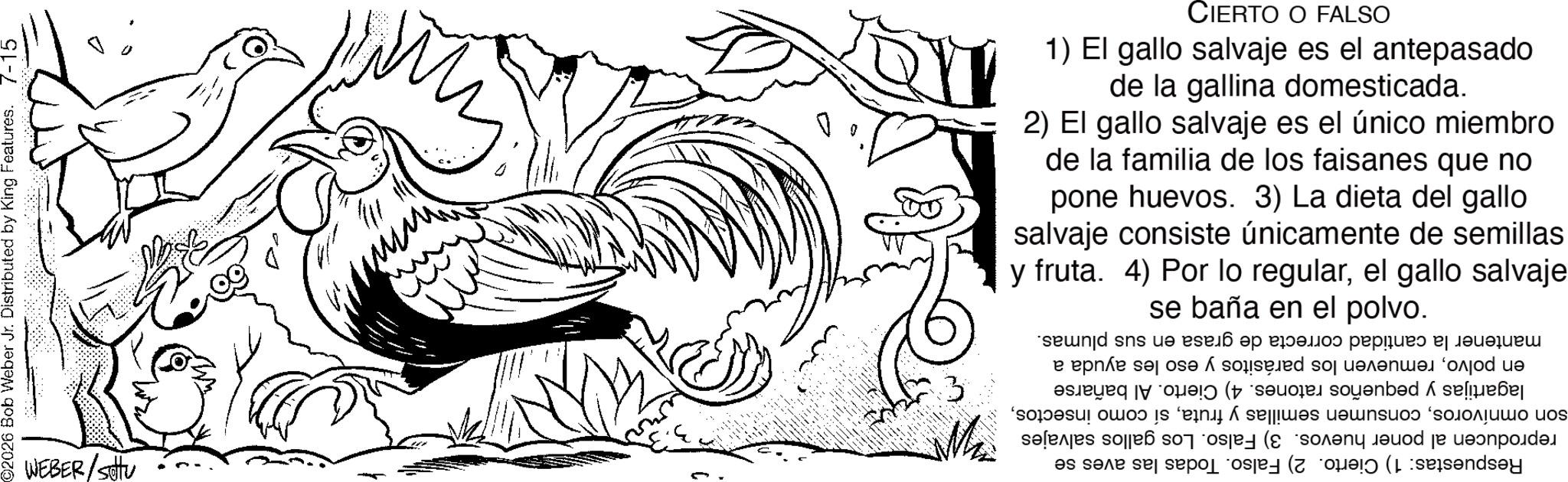Line art OCR: ©2026 Bob Weber Jr. Distributed by King Features. 7-15 WEBER/Settu CIERTO O FALSO 1) El gallo salvaje es el antepasado de la gallina domesticada. 2) El gallo salvaje es el único miembro de la familia de los faisanes que no pone huevos. 3) La dieta del gallo salvaje consiste únicamente de semillas y fruta. 4) Por lo regularel gallo salvaje el polvo. se baña en mantener la cantidad correcta de grasa en sus plumas. en polvoremueven los parásitos y eso les ayuda a son omnívorosC lagartijas y pequeños ratones. 4) Cierto. Al bañarse reproducen al poner huevos. 3) Falso. Los gallos salvajes Respuestas: 1) Cierto. 2) Falso. Todas las aves se © 2026 Bob Weber Jr. Distributed by King Features . 7-15 WEBER / Settu CIERTO O FALSO 1 ) El gallo salvaje es el antepasado de la gallina domesticada . 2 ) El gallo salvaje es el único miembro de la familia de los faisanes que no pone huevos . 3 ) La dieta del gallo salvaje consiste únicamente de semillas y fruta . 4 ) Por lo regularel gallo salvaje el polvo . se baña en mantener la cantidad correcta de grasa en sus plumas . en polvoremueven los parásitos y eso les ayuda a son omnívorosconsumen semillas y frutasí como insectosC lagartijas y pequeños ratones . 4 ) Cierto . Al bañarse reproducen al poner huevos . 3 ) Falso . Los gallos salvajes Respuestas : 1 ) Cierto . 2 ) Falso . Todas las aves se