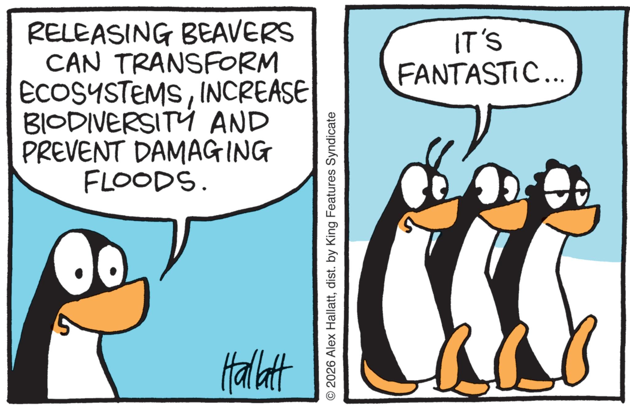 Animated cartoon OCR: RELEASING BEAVERS CAN TRANSFORM ECOSYSTEMSINCREASE BIODIVERSITY AND PREVENT DAMAGING FLOODS. Hallatt © 2026 Alex Hallattdist. by King Features Syndicate IT'S FANTASTIC... RELEASING BEAVERS CAN TRANSFORM ECOSYSTEMSINCREASE BIODIVERSITY AND PREVENT DAMAGING FLOODS . Hallatt © 2026 Alex Hallattdist . by King Features Syndicate IT'S FANTASTIC ...