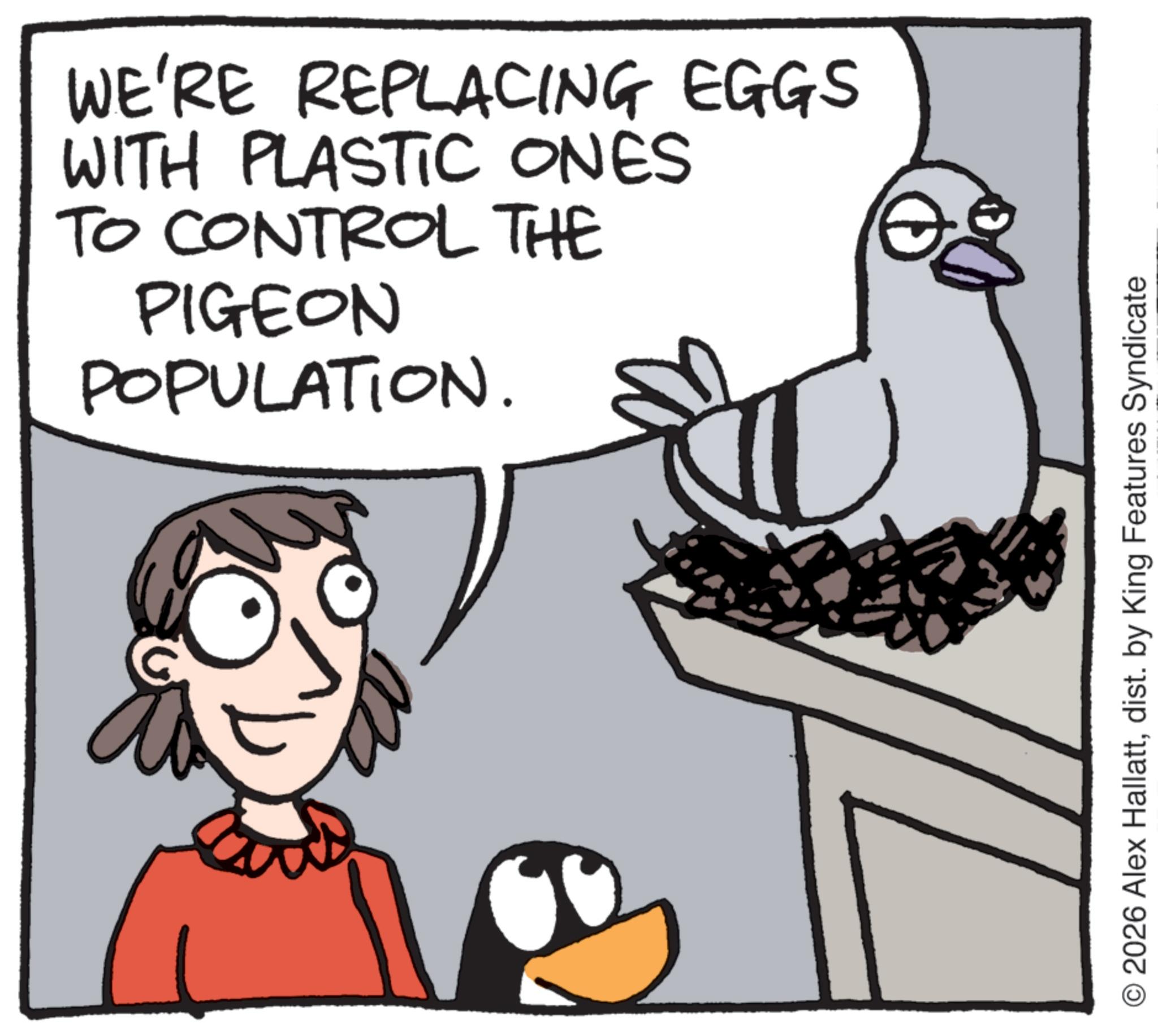 Animation OCR: WE'RE REPLACING EGGS WITH PLASTIC ONES TO CONTROL THE PIGEON POPULATION. O2026 Alex Hallattdist. by King Features Syndicate WE'RE REPLACING EGGS WITH PLASTIC ONES TO CONTROL THE PIGEON POPULATION . O2026 Alex Hallattdist . by King Features Syndicate