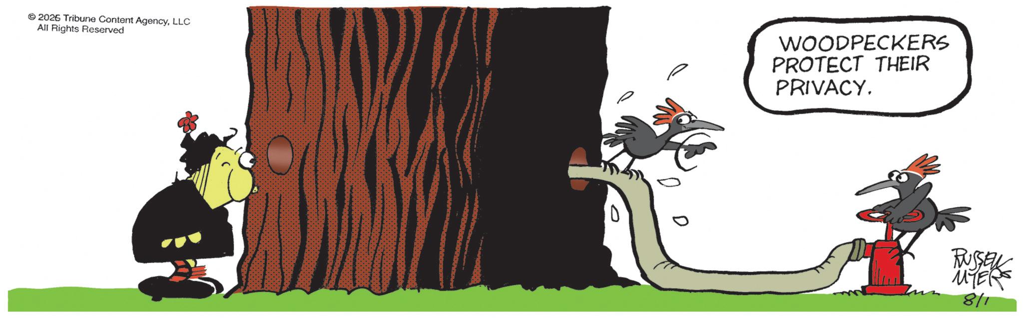 Flightless bird OCR: © 2026 Tribune Content AgencyLLC All Rights Reserved 0 WOODPECKERS PROTECT THEIR PRIVACY. RUSSER MYERS 811 © 2026 Tribune Content AgencyLLC All Rights Reserved 0 WOODPECKERS PROTECT THEIR PRIVACY . RUSSER MYERS 811