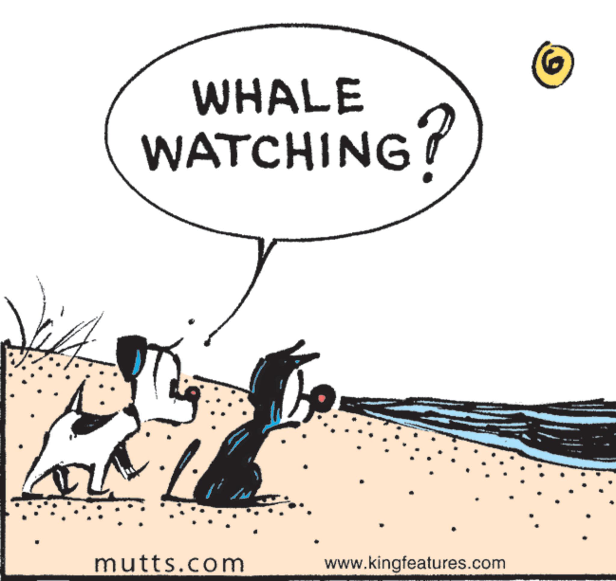 Tail OCR: WHALE WATCHING? 6 mutts.com www.kingfeatures.com WHALE WATCHING ? 6 mutts.com www.kingfeatures.com