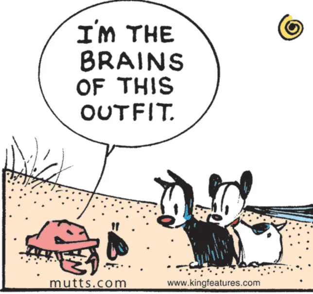 Comics OCR: I'M THE BRAINS OF THIS OUTFIT. mutts.com www.kingfeatures.com I'M THE BRAINS OF THIS OUTFIT . mutts.com www.kingfeatures.com